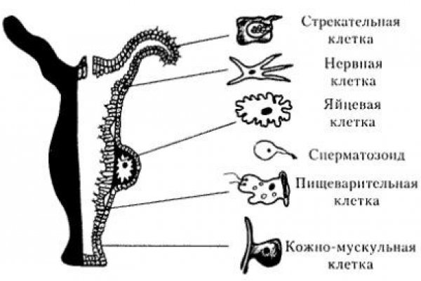 Маркетплейс кракен kraken